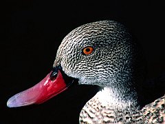 Cape Teal Duck